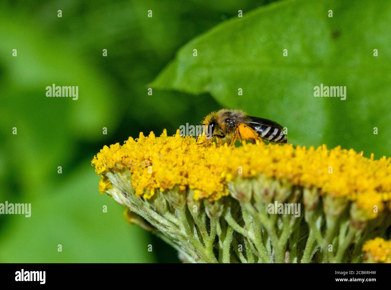 Colletes Bergbau Biene auf Achillea Blumenkopf Stockfoto