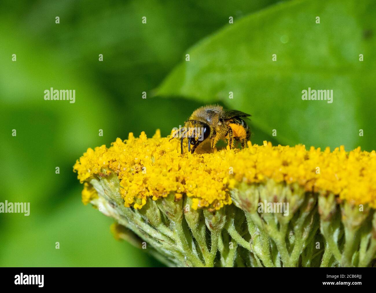Colletes Bergbau Biene auf Achillea Blumenkopf Stockfoto