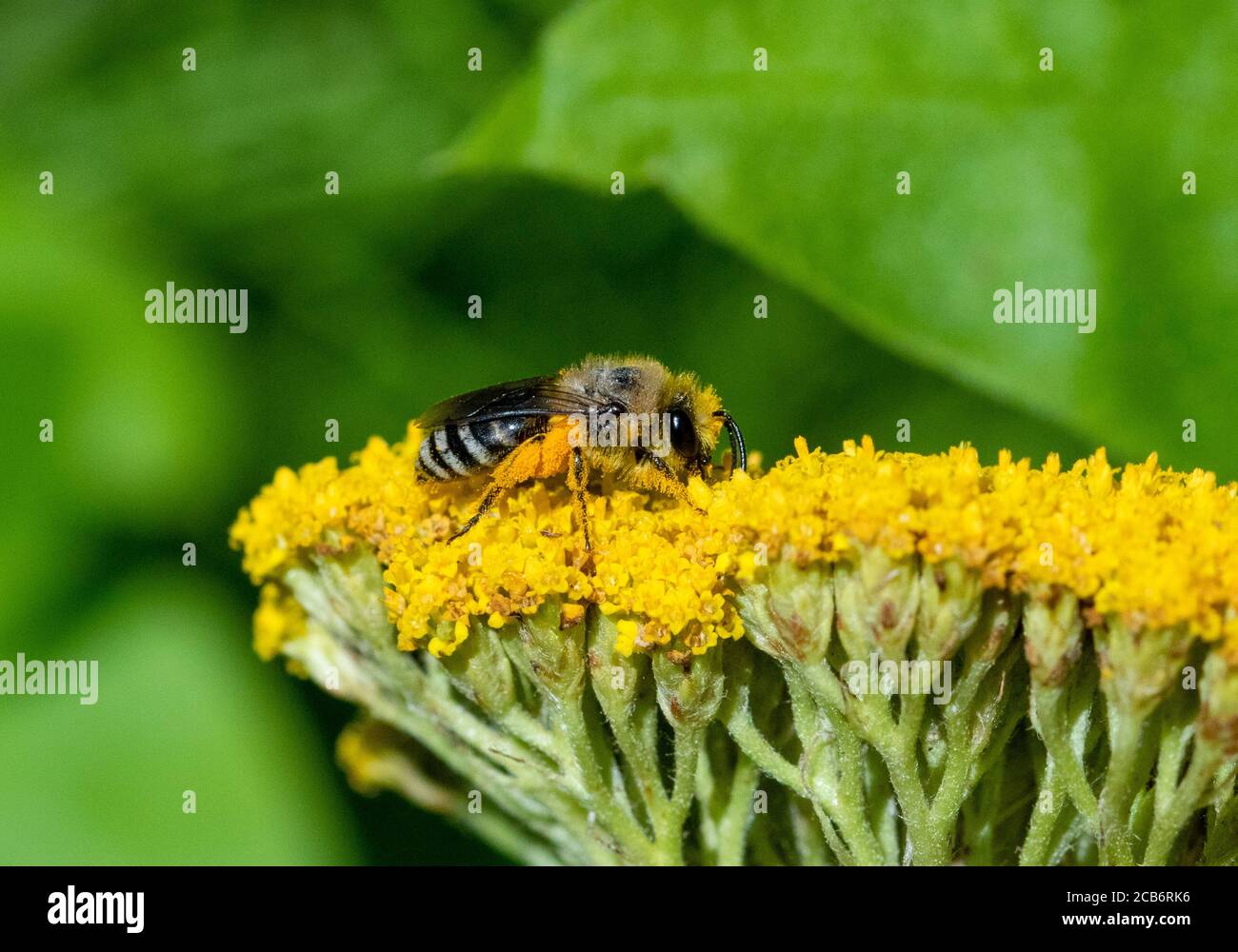 Colletes Bergbau Biene auf Achillea Blumenkopf Stockfoto