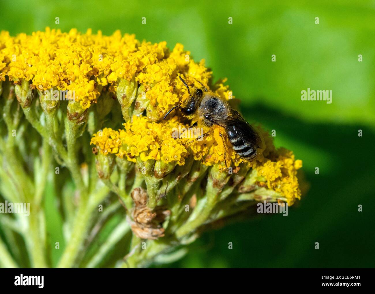 Colletes Bergbau Biene auf Achillea Blumenkopf Stockfoto