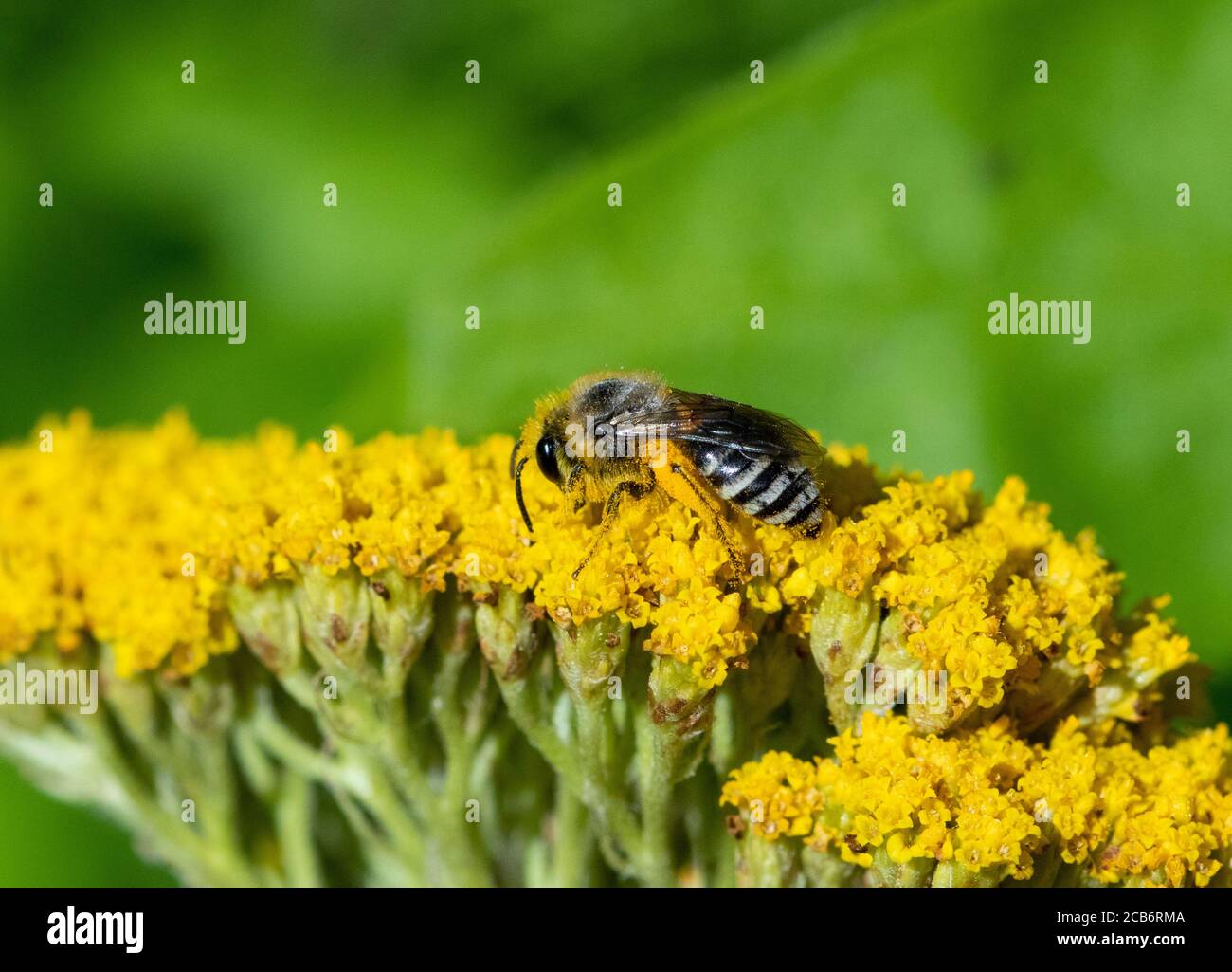 Colletes Bergbau Biene auf Achillea Blumenkopf Stockfoto