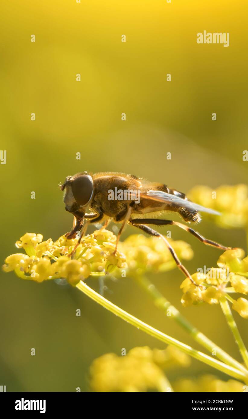 Makroaufnahme der europäischen Honigbiene. APIs mellifera. Stockfoto