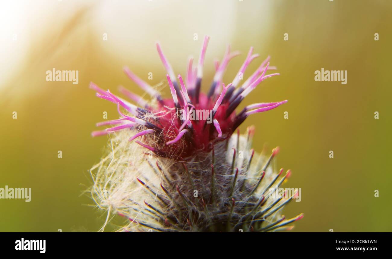 Makroaufnahme der Klette. Arctium lappa. Stockfoto