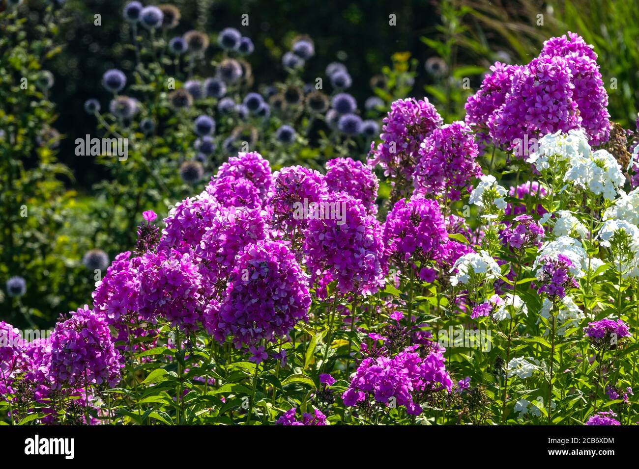 Purple Garden Phlox im Bett Stockfoto
