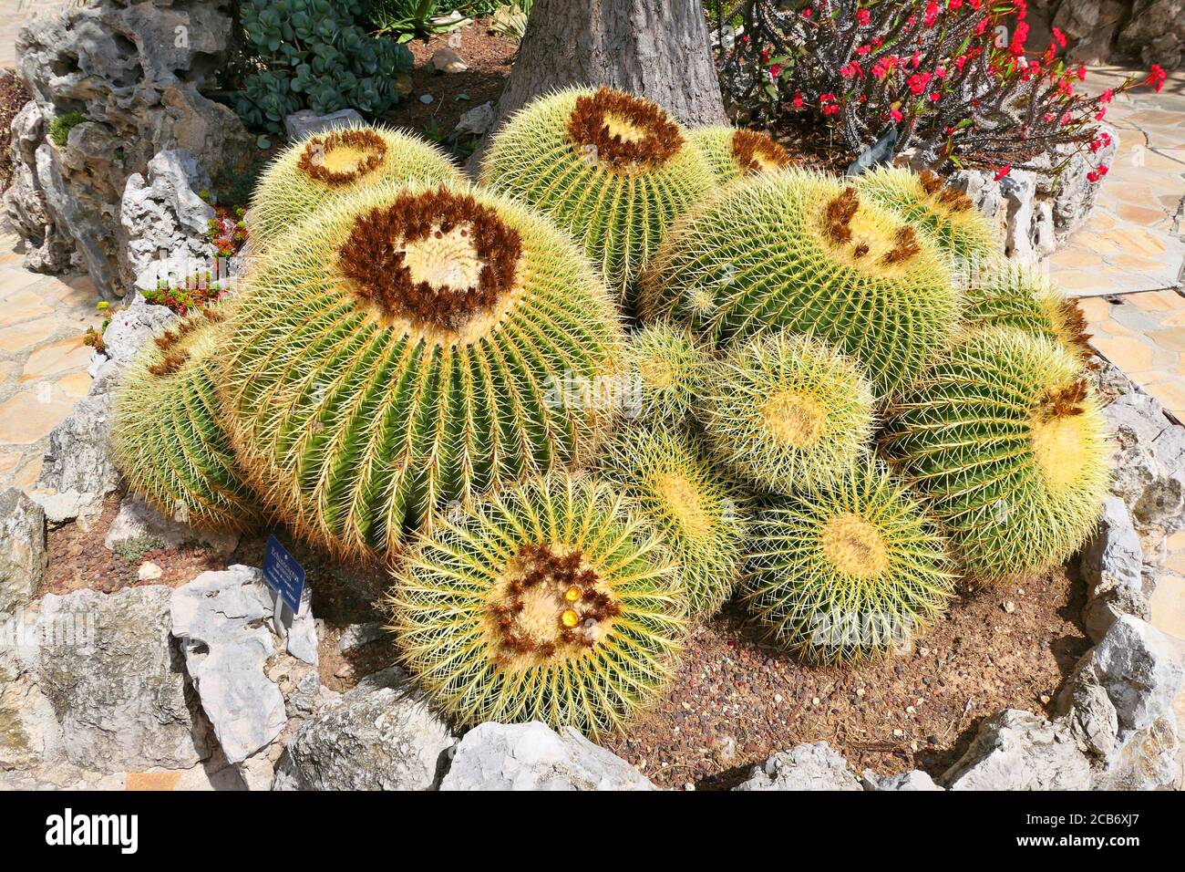 Großer goldener Fasskaktus, der im exotischen Garten wächst. Echinocactus grusonii. Stockfoto