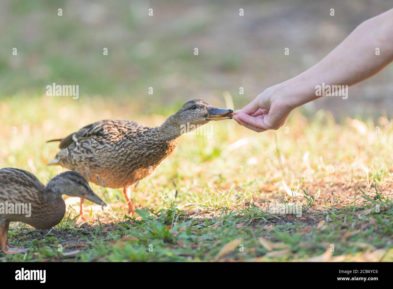 Eine Ente nimmt das angebotene Brot aus der Hand Stockfoto