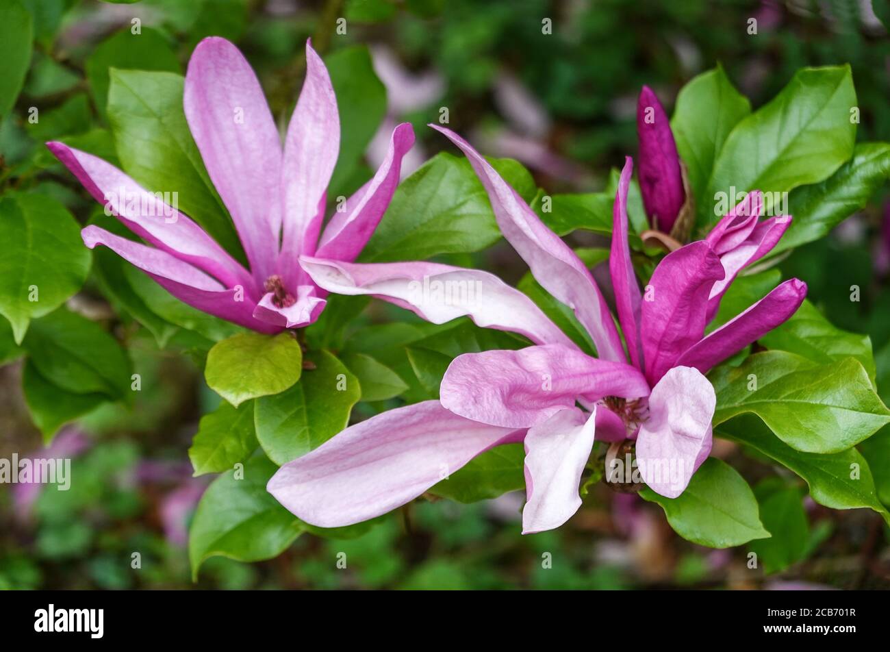 Magnolia x liliiflora cv, Susan.Frühe Frühlingsblumen. Südwestfrankreich. Stockfoto