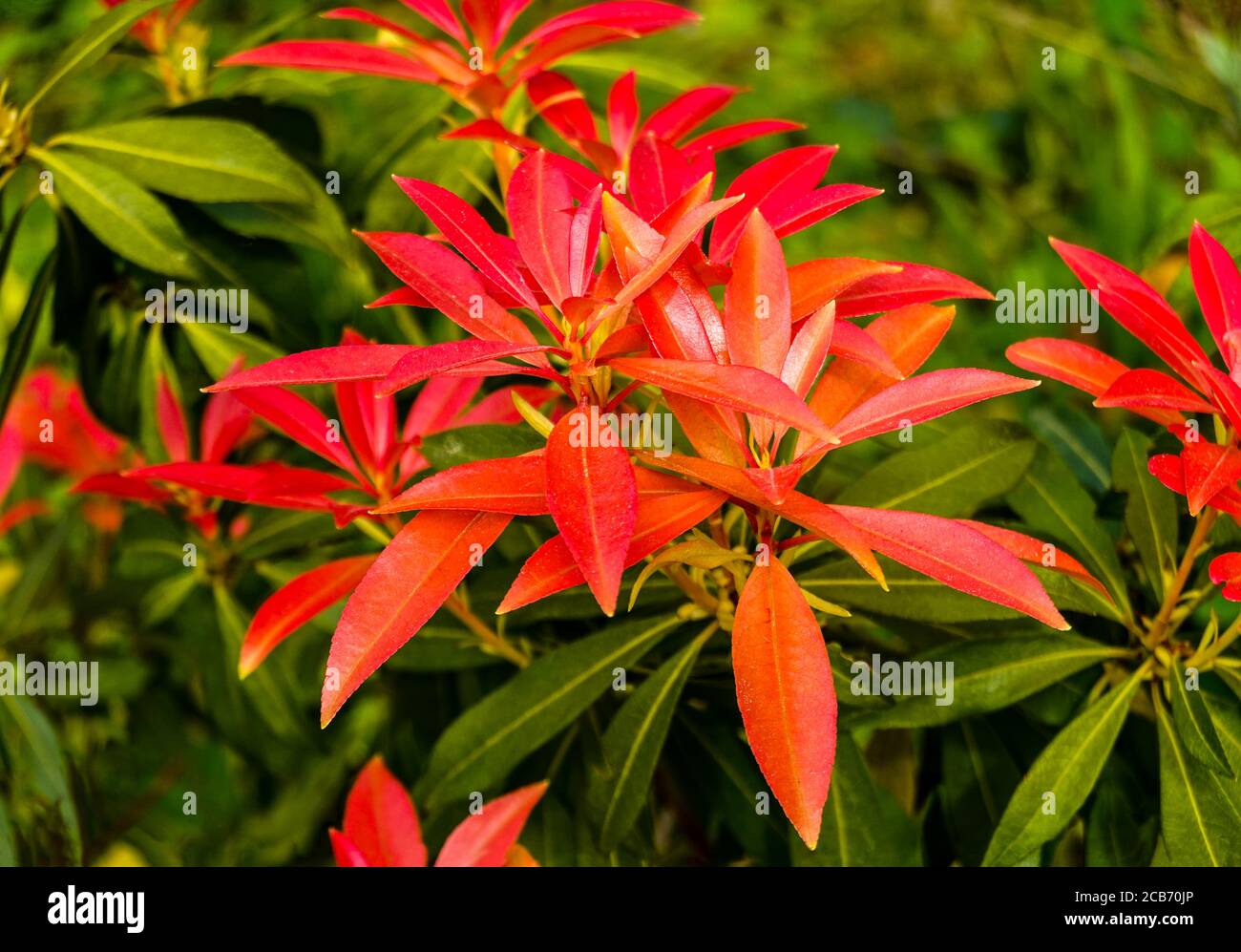 Pieris Japonica Waldflamme Stockfotos Und Bilder Kaufen Alamy
