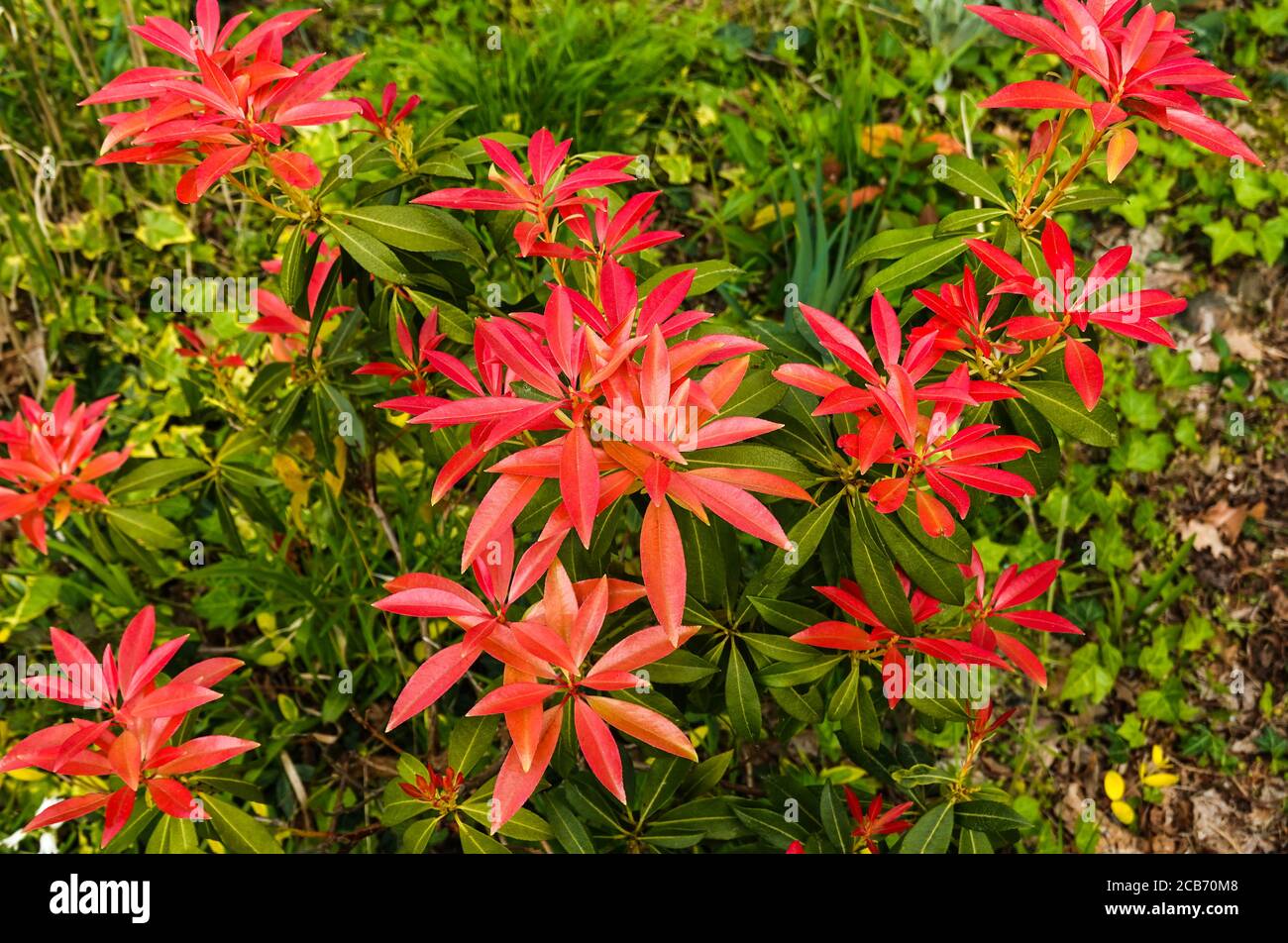 Pieris Japonica Waldflamme Stockfotos Und Bilder Kaufen Alamy