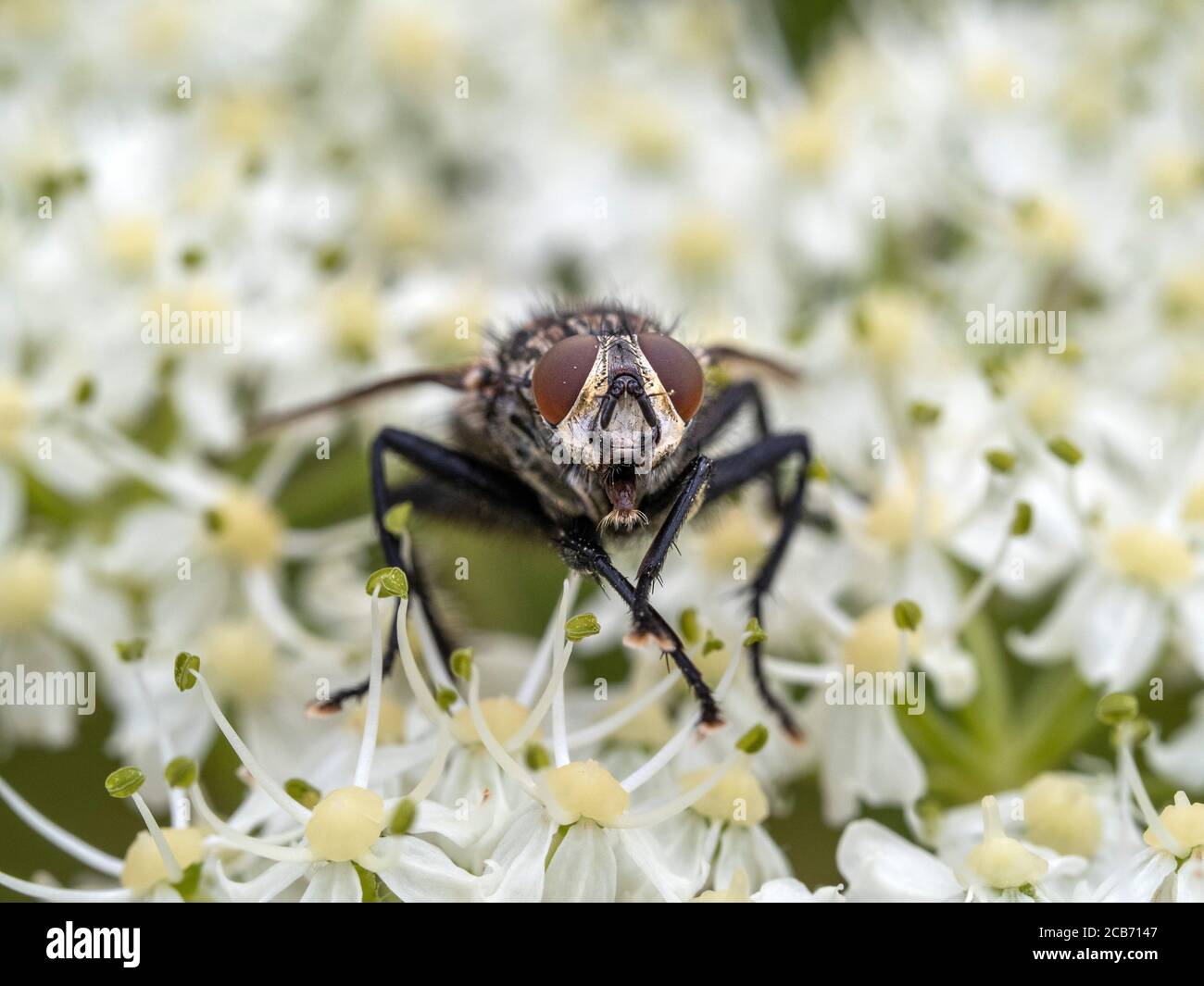 Fliegen isoliert auf weißen Blume pistills Makro-Nahaufnahme Stockfoto