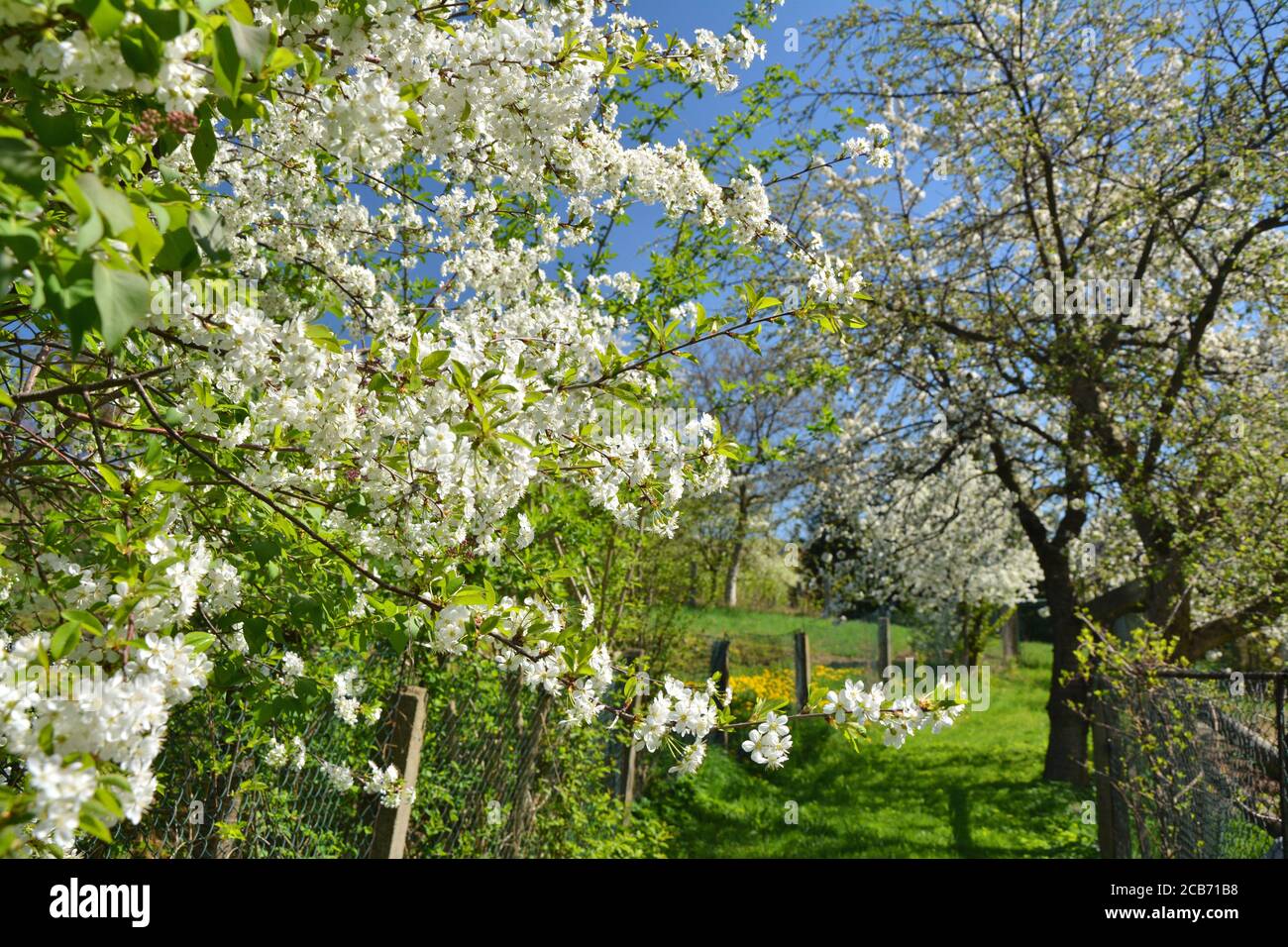 Kirschbaumblüte im polnischen Landgarten. Frühling. Stockfoto