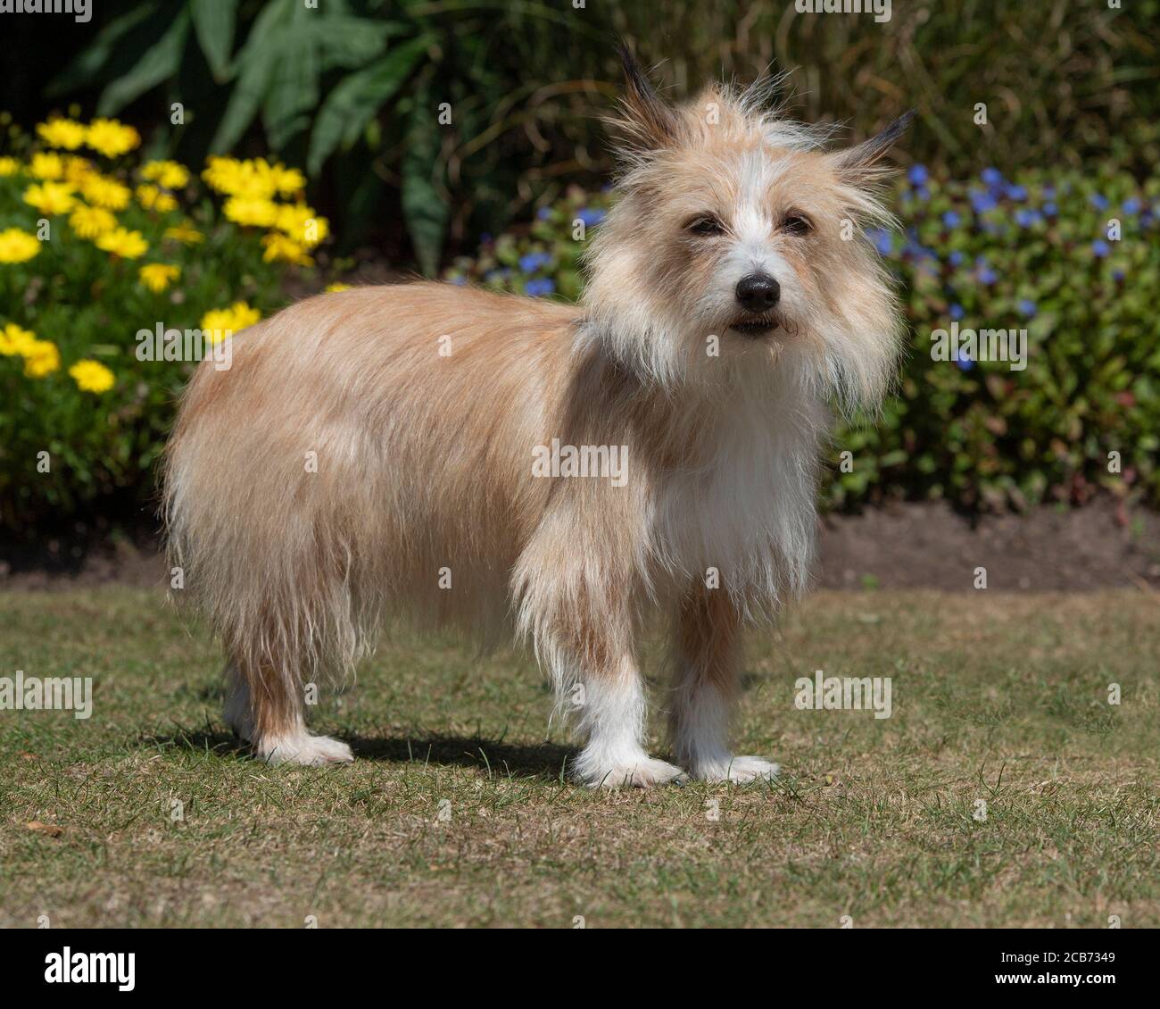 Portuguese Podengo Pequeno Stockfotos Und Bilder Kaufen Alamy