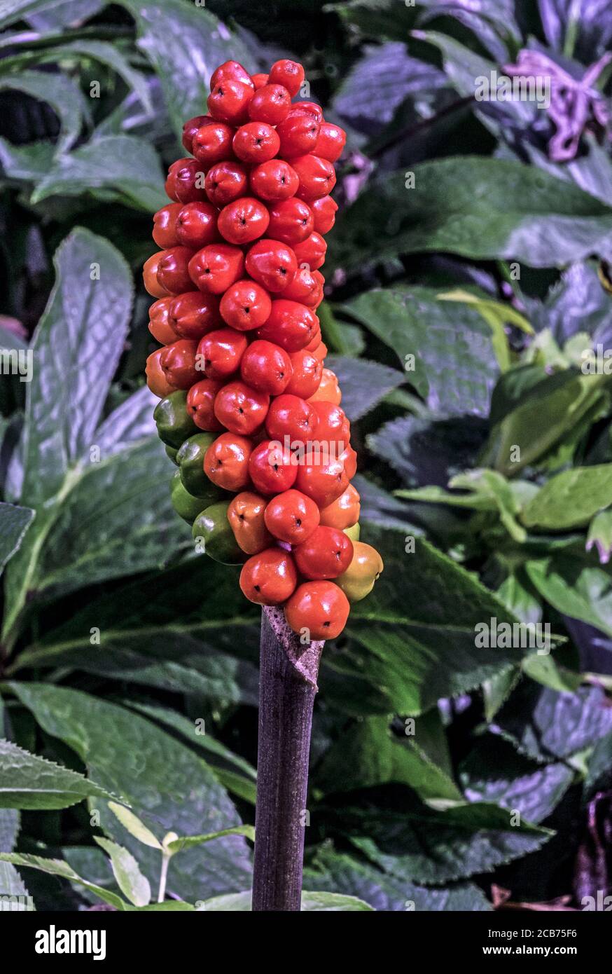 Großer Kuckuck Stockfotos und -bilder Kaufen - Alamy