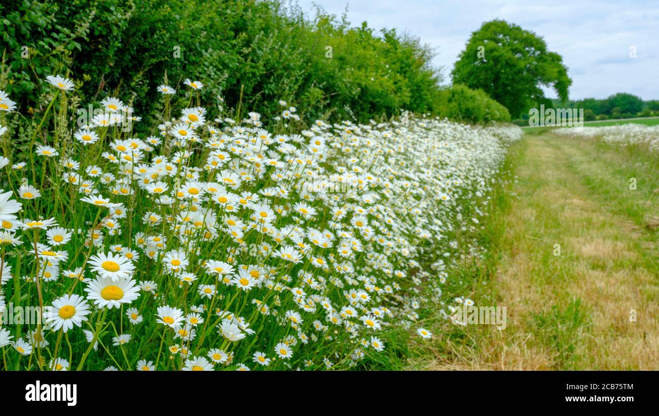 Stoughton, Großbritannien - 8. Juni 2020: Pfad gesäumt von wilden Blumen und Gänseblümchen über ein Feld in der Nähe von Stoughton im South Downs National Park, West Susse Stockfoto