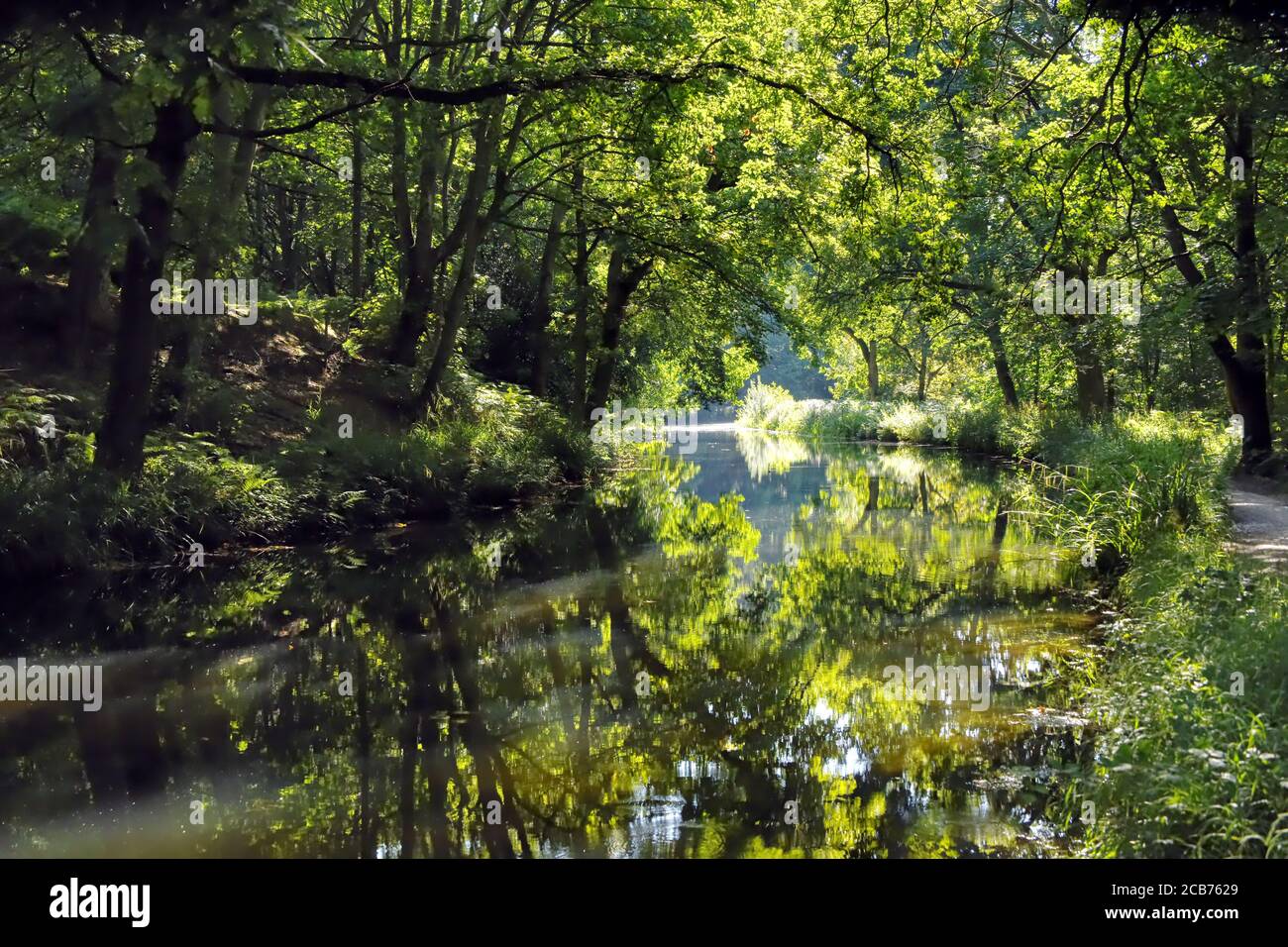Leuchtend grüne Farben entlang des schönen Basingstoke Canal in Surrey In diesem Foto an einem warmen Tag am aufgenommen Hochsommer Stockfoto