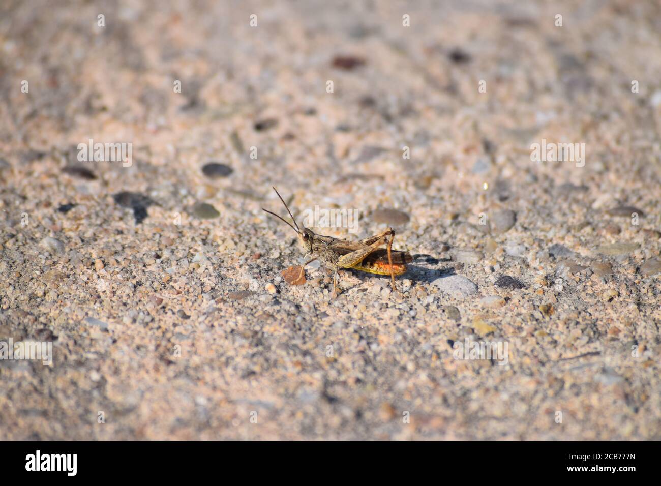 Orange gekippte Grasshopper auf Betonstraße Stockfoto