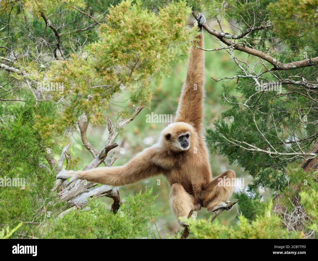 Schöne Reife Male White Handed GibbonSwinging durch die Bäume Stockfoto