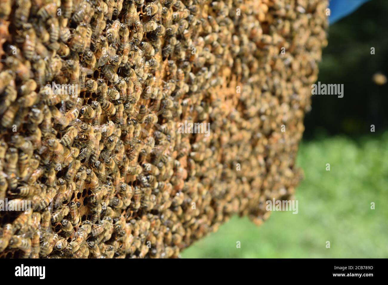 Mit vielen honigbienen Stockfotos und bilder Kaufen Alamy