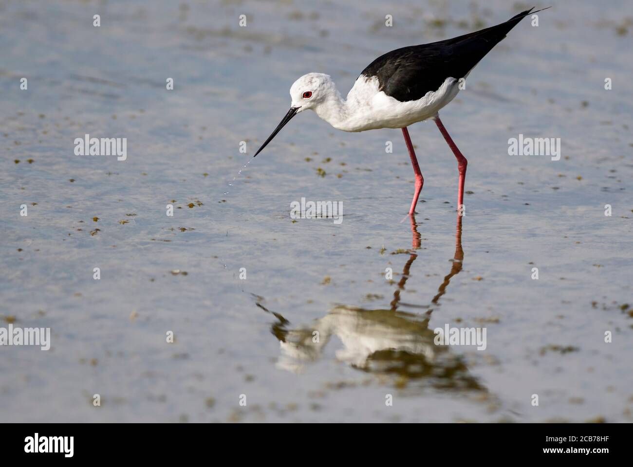 Black-winged Stilt - Himantopus himantopus, schöner langbeiniger Wasservogel aus europäischen Sümpfen und Sümpfen, Sri Lanka. Stockfoto