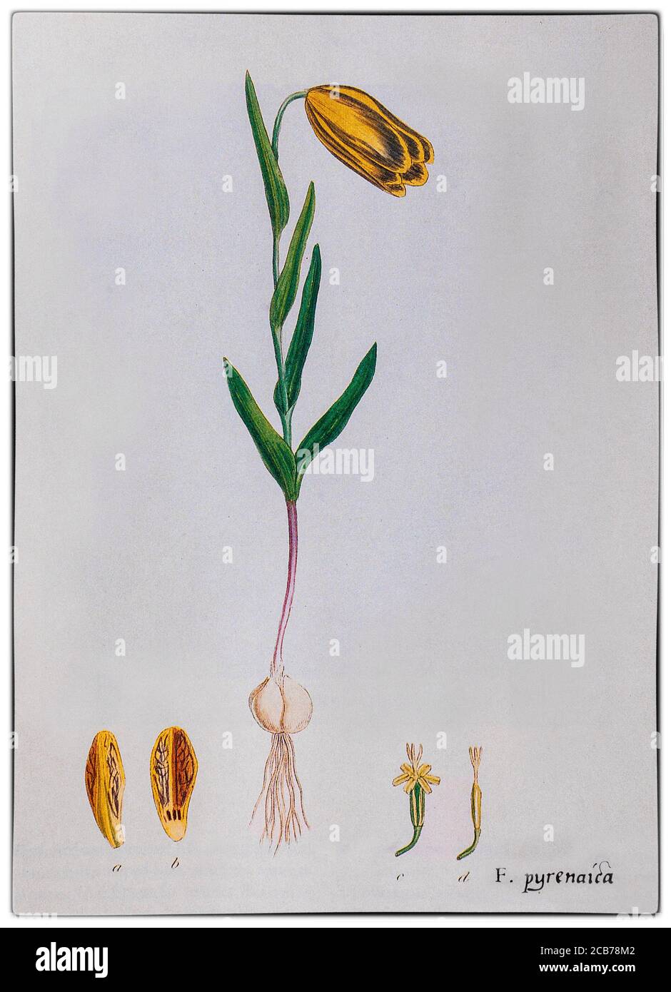 Fritillary pyrenaica, auch bekannt als Pyrenäenschlange, gemalt von Pierre-Joseph Redouté (1759-1840), einem belgischen Maler und Botaniker. Eine blühende Pflanze in der Familie der Liliengewächse, sie stammt aus den Pyrenäen in Spanien und Frankreich und wird als Zierpflanze weit verbreitet kultiviert. Stockfoto
