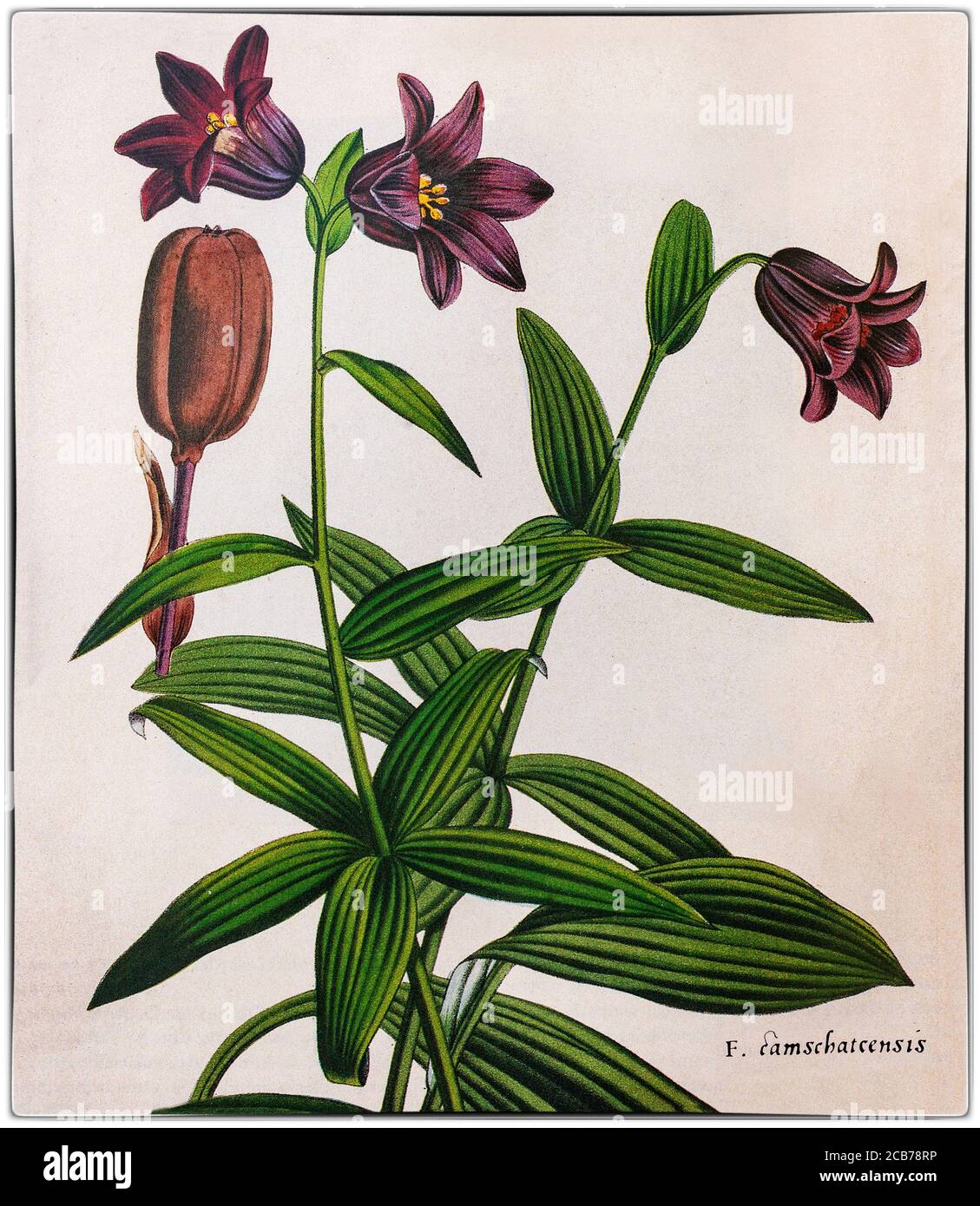 Fritillaria camschatcensis, AKA Kamtschatka Lilie, "Schokoladenlilie" gemalt von Pierre-Joseph Redouté (1759-1840), ein Maler und Botaniker aus Belgien. Eine blühende Pflanze aus der Familie der Liliengewächse stammt aus Nordostasien, dem Nordwesten Nordamerikas und dem russischen Fernen Osten. Der gebräuchliche Name "Schokoladenlilie" galt auch für Fritillaria biflora oder für das entfernt verwandte Arthropodium strictum, dessen Blüten nach Schokolade riechen. Stockfoto