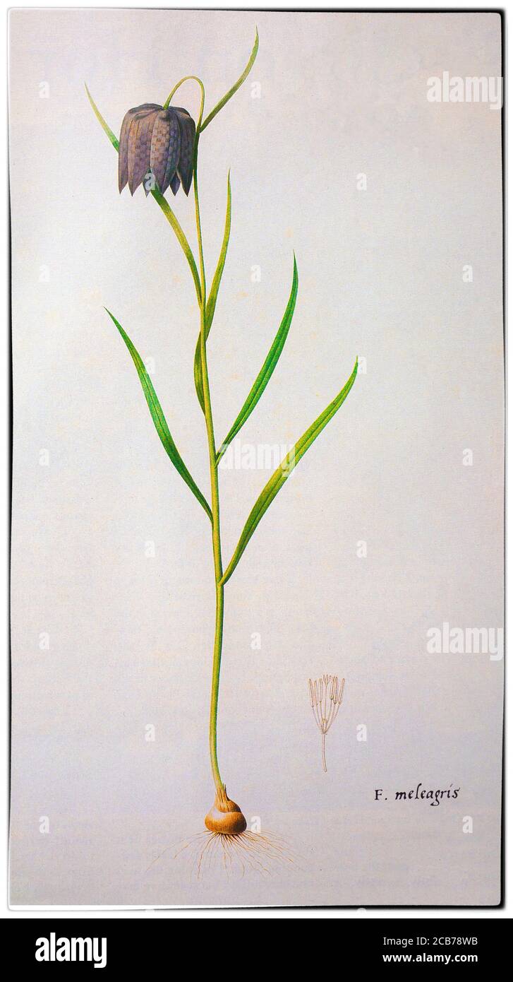 Fritillaria meleagris AKA Schlangenkopf Fritillary, und viele andere lokale Namen, gemalt von Pierre-Joseph Redouté (1759-1840), ein Maler und Botaniker aus Belgien. Eine blühende Pflanze in der Familie Liliaceae ist in den Flutflußebenen Europas beheimatet, wo sie in Hülle und Fülle wächst. Stockfoto