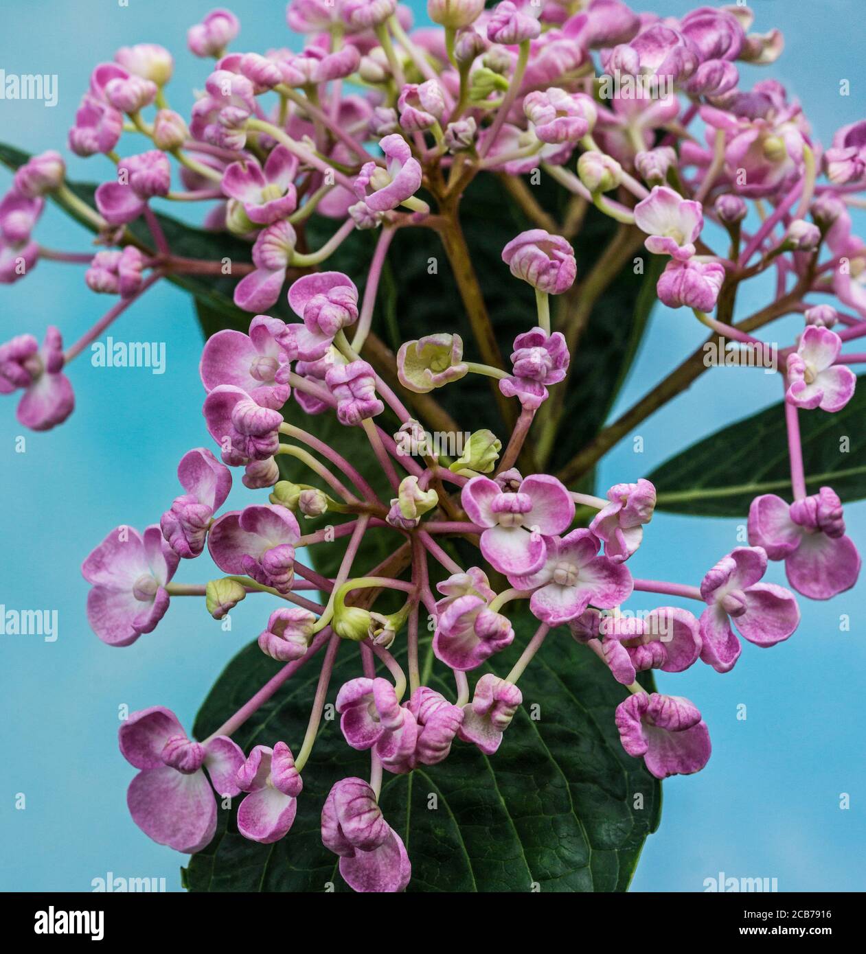 Hortensia macrophylla syn. H.Hortensis. cv. 'Aiesha Rose Lilas' syn. Silberner Slipper.in Blüte.Südwestfrankreich. Stockfoto