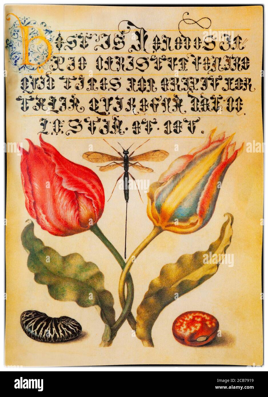 Eine Tulpenminiatur von Georg Höfnagel (1542-1601), einem flämischen Maler, der von Kaiser Rudolf II. Beauftragt wurde, die Mira calligraphiae monumenta (das Musterbuch der Kalligraphie) zu illustrieren, in dem die Miniatur erscheint. Die Pflanzen wurden von Charles de l'Ecuse aka Clusius (1526-1609), Direktor des Botanischen Gartens Leiden in Holland, angebaut. Stockfoto