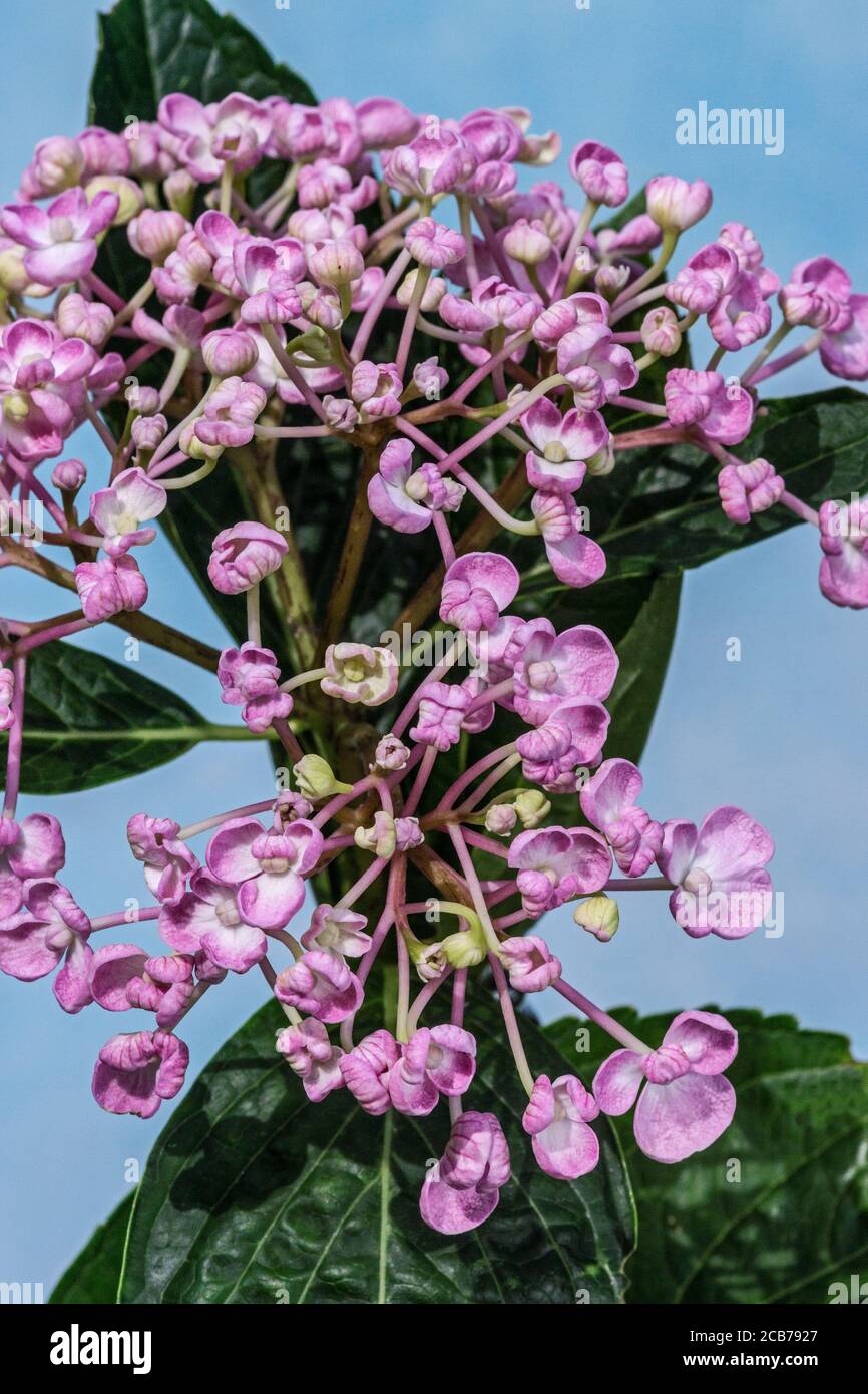 Hortensia macrophylla syn. H.Hortensis. cv. 'Aiesha Rose Lilas' syn. Silberner Slipper.in Blüte.Südwestfrankreich. Stockfoto