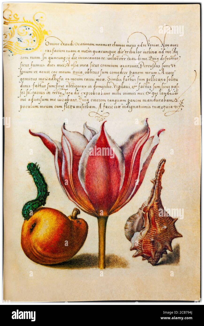 Eine Blumenminiatur (Tulpen) von Georg Höfnagel (1542-1601), einem flämischen Maler und Iniaturisten, der von Kaiser Rudolf II. Beauftragt wurde, die Mira calligraphiae monumenta (das Musterbuch der Kalligraphie) zu illustrieren, in dem die Miniatur erscheint. Die Pflanzen wurden von Charles de l'Ecuse aka Clusius (1526-1609), Direktor des Botanischen Gartens Leiden in Holland, angebaut. Stockfoto