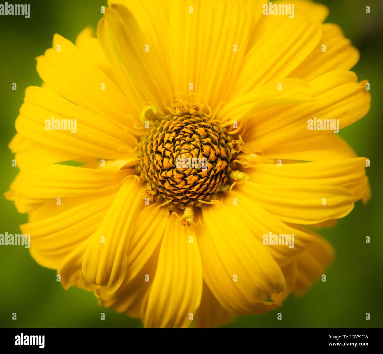 Gelbe Blume, Gerbera, Nahaufnahme Makro Stockfoto