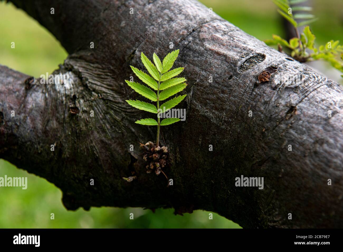 Neue grüne Triebe wachsen auf einem Baumstamm in einem britischen Park. Stockfoto