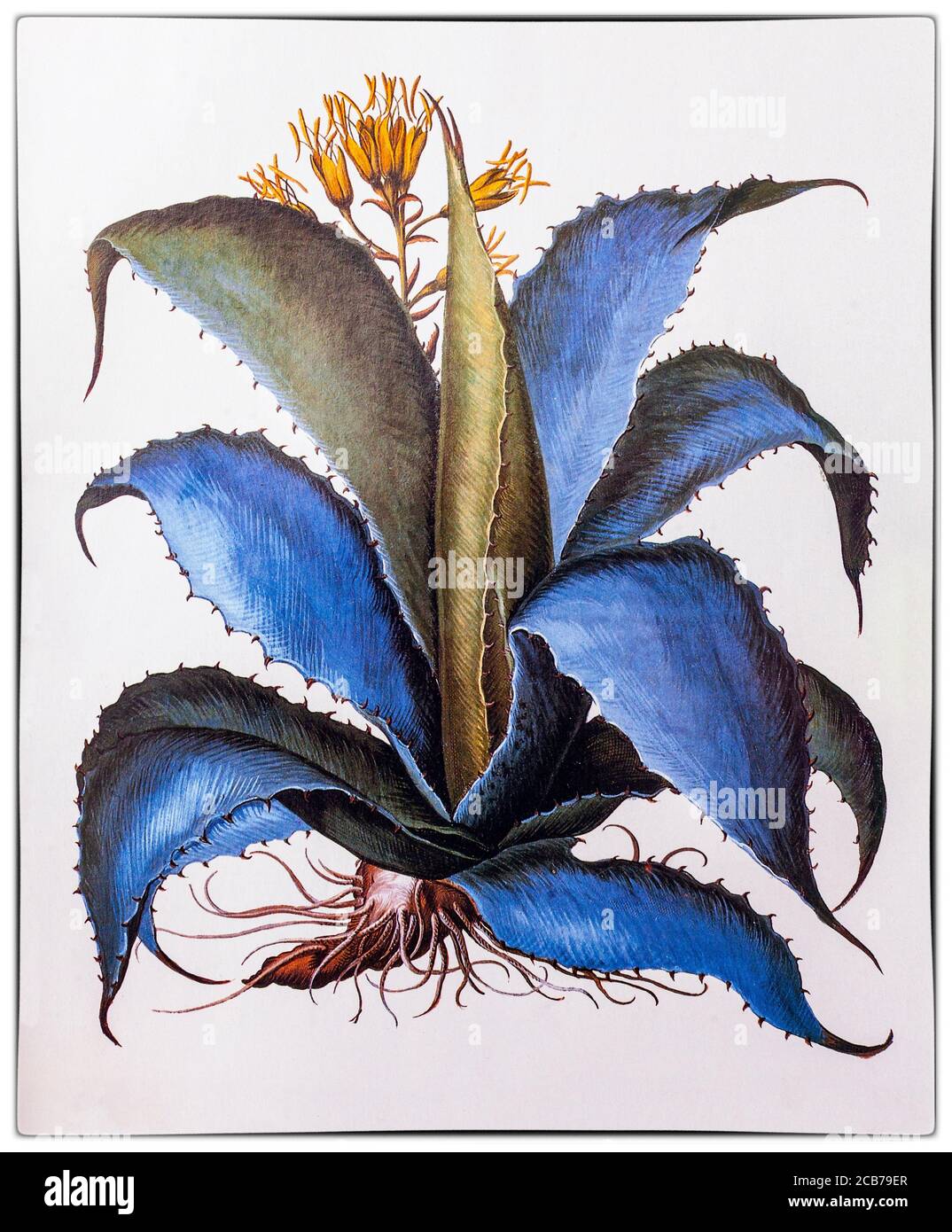 Agave americana aka American Aloe von Charles de l'Ecuse aka Clusius (1526-1609) Direktor des Botanischen Gartens Leiden in Holland angebaut. Die Illustration stammt aus Florilegium, einem prächtigen Bilddokument der Blumen, das erstmals 1613 von Basilius Besler (1561–1629) veröffentlicht wurde. Stockfoto