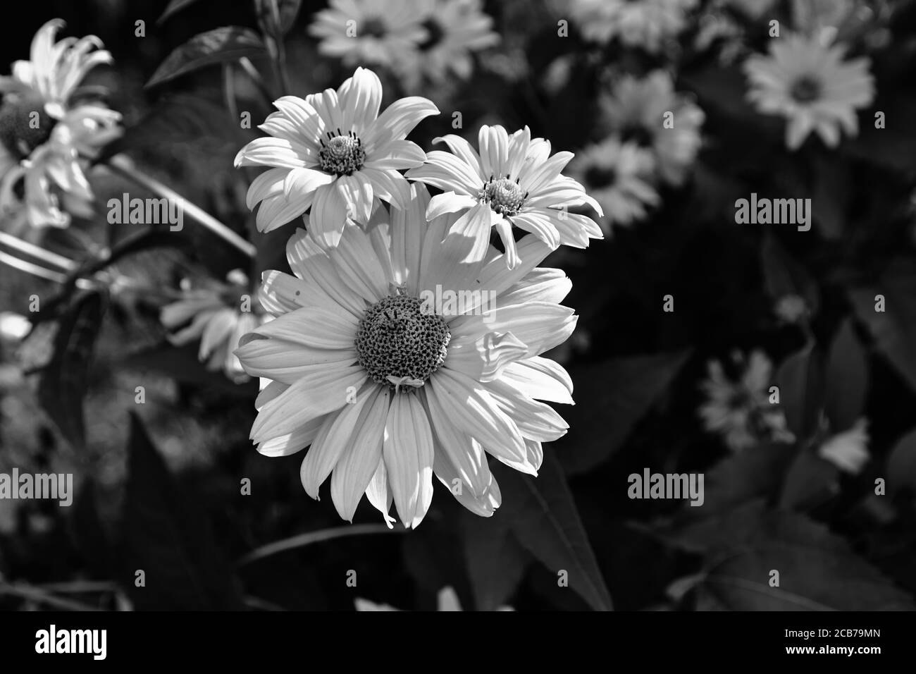 Schöne Blütenblume. Garten in Polen. Stockfoto