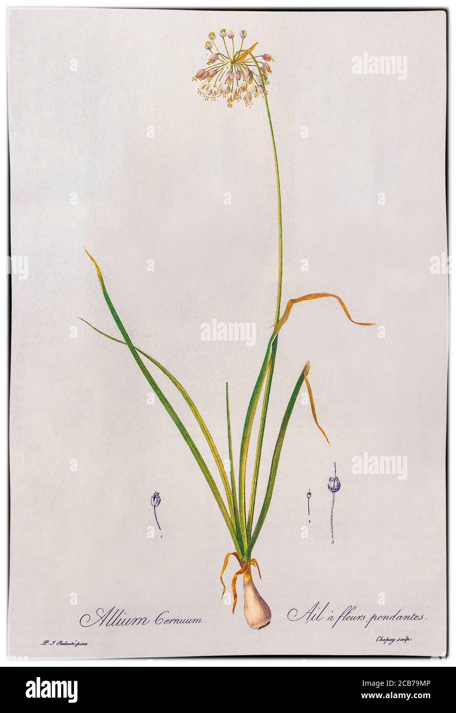 Allium cernuum, von Pierre-Joseph Redouté (1759-1840), war ein belgischer Maler und Botaniker, der für seine Aquarelle von Rosen, Lilien und anderen Blumen bei Malmaison bekannt war, von denen viele als große Farbstiche veröffentlicht wurden. Er wurde als der größte botanische Illustrator aller Zeiten bezeichnet. Allium cernuum wird gemeinhin als nickende Wildzwiebel bezeichnet und ist in Missouri in den USA auf felsigen Böden auf Lichtung, Felskanten, offenen Wäldern und Hängen beheimatet. Stockfoto