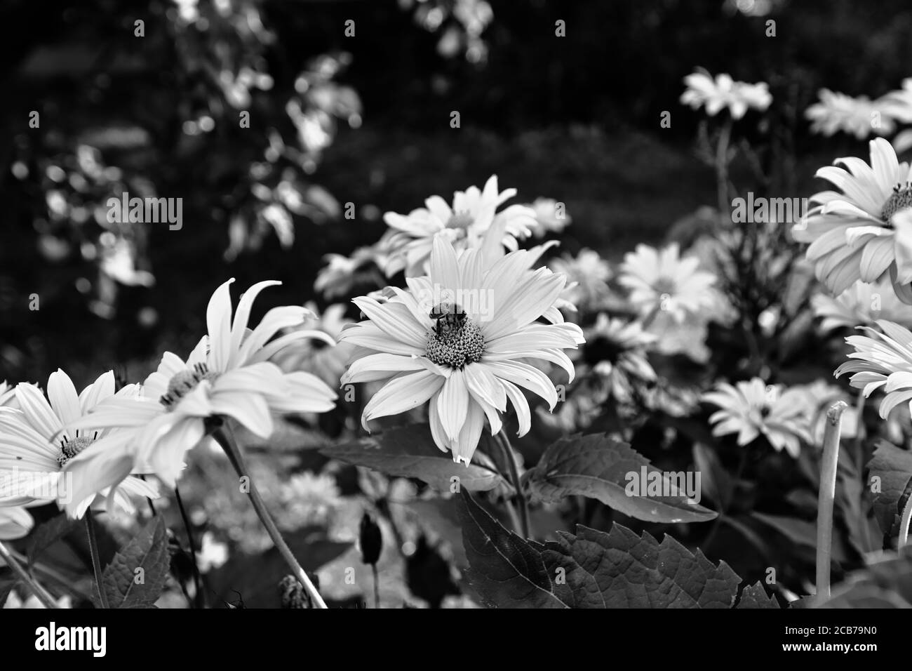 Schöne Blütenblume. Garten in Polen. Stockfoto