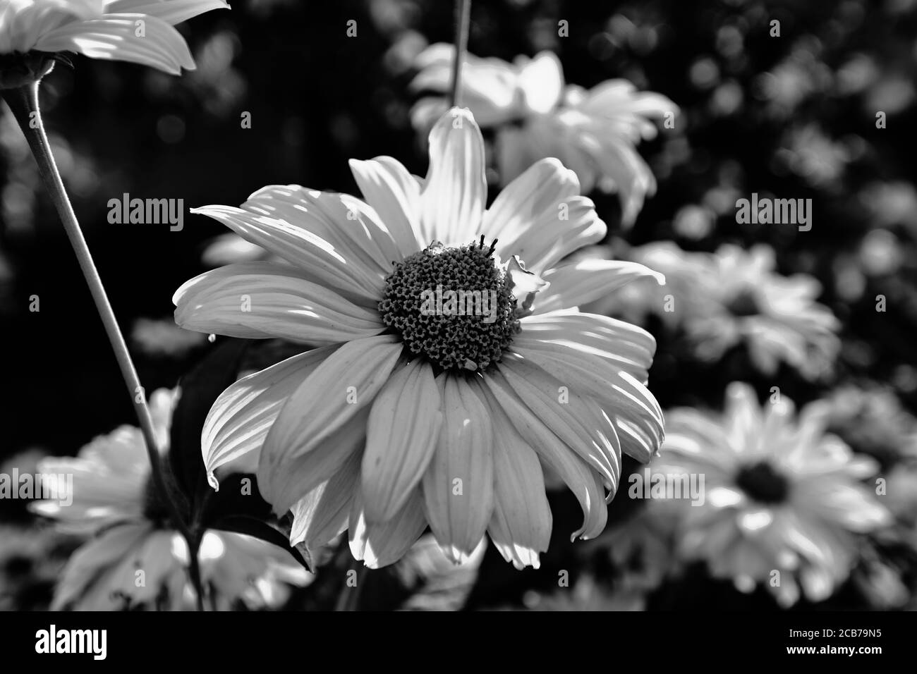 Schöne Blütenblume. Garten in Polen. Stockfoto