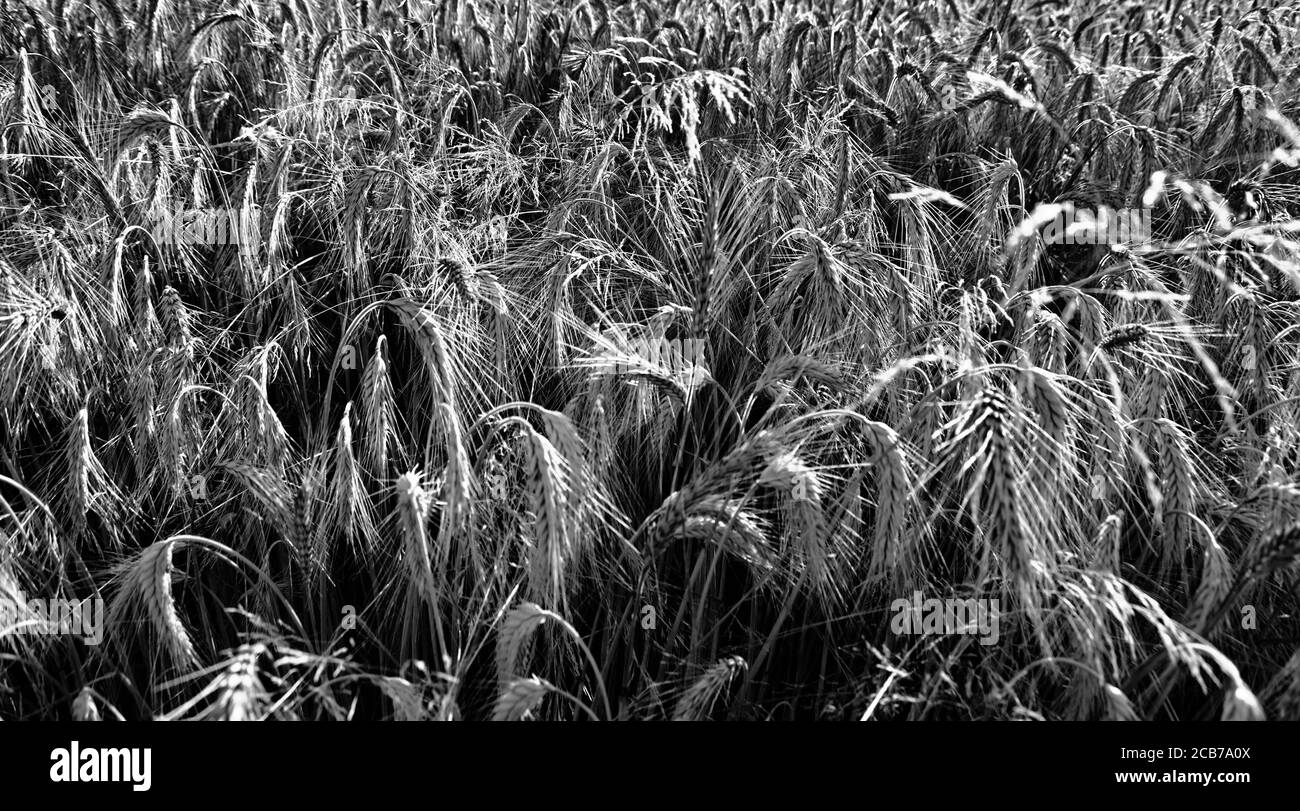 Erntefeld, schöne Aussicht auf die polnische Landschaft. Kamieniec Wielkopolski. Stockfoto