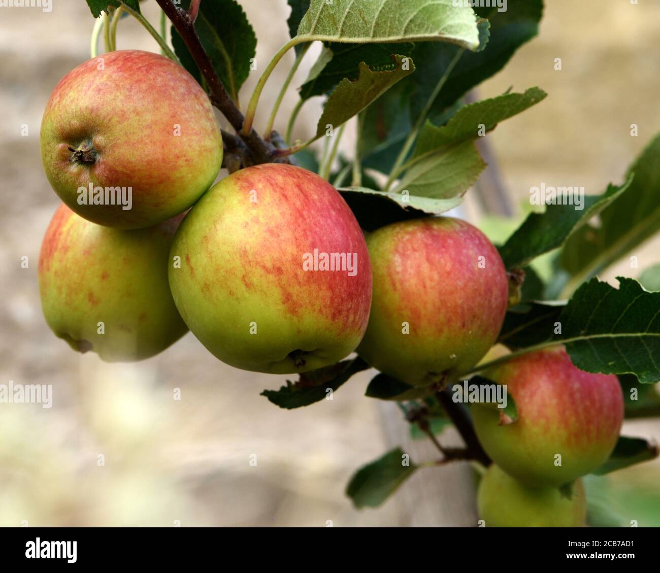 Eine Gruppe von reifen Katy Äpfeln auf dem Baum. Stockfoto