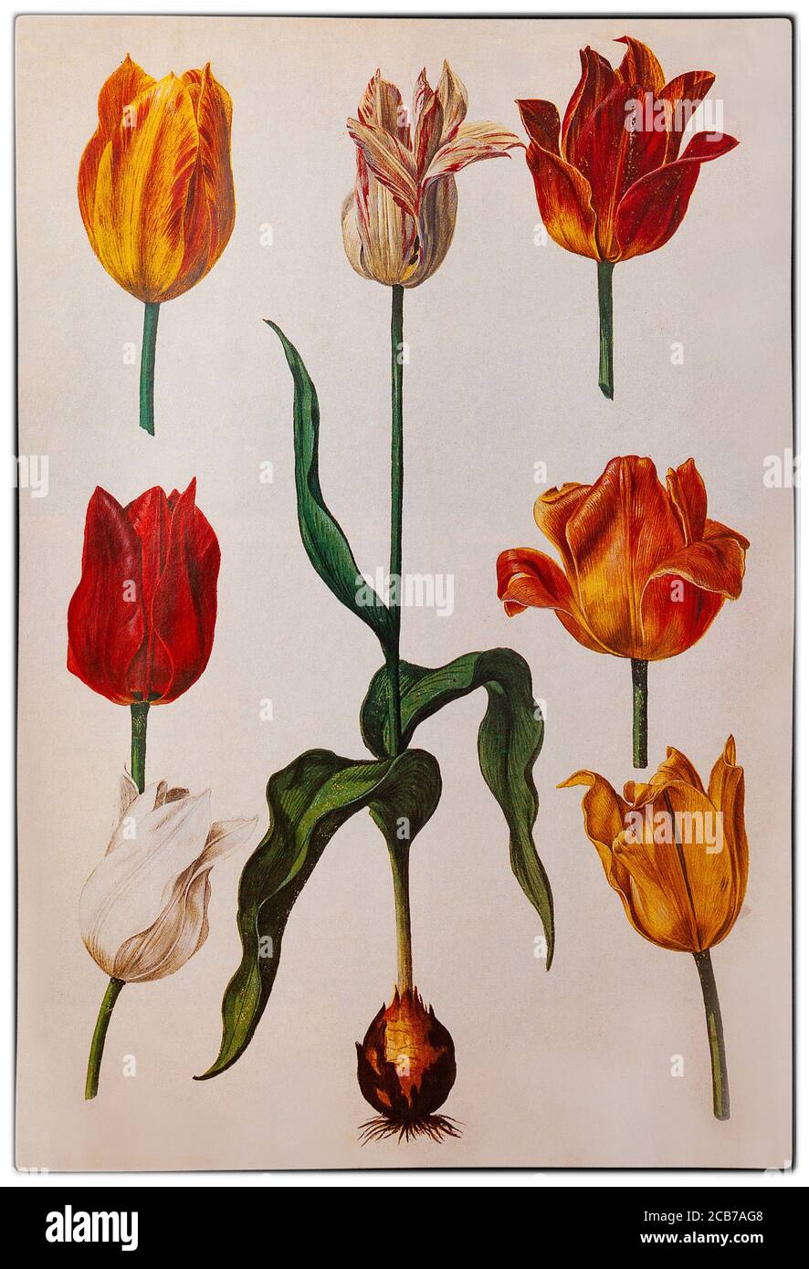 Holländische Tulpen von Pieter van Kouwenhoorn aka Pieter Kouwenhoorn (1599-1654), einem holländischen botanischen Illustrator, der während der Tulpenmanie im Goldenen Zeitalter in Haarlem und Leiden in den Niederlanden arbeitete. Während dieser Zeit erreichten die Vertragspreise für einige Glühbirnen der kürzlich eingeführten und modischen Tulpe außerordentlich hohe Werte und brachen dann dramatisch zusammen. Stockfoto