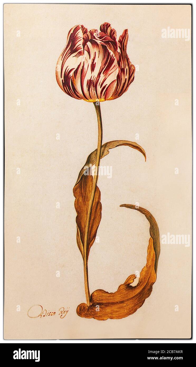 Die Tulpe 'De Vroege Visco Roy' von Judith Jans Leyster (1609-1660) war ein niederländischer Maler während der Tulpenmanie im niederländischen Goldenen Zeitalter, während der die Vertragspreise für einige Glühbirnen der kürzlich eingeführten und modischen Tulpe außergewöhnlich hoch anstiegen und dann dramatisch zusammenbrachen. 'Gebrochene' Tulpen haben eine Virusinfektion, die dazu führte, dass die Blütenblätter in ihnen schöne und markante Farbstreifen zeigten, die der flämische Botaniker Carolus Clusius, Vater der holländischen Tulpenbesessenheit, im 16. Jahrhundert in den Niederlanden bemerkte. Stockfoto