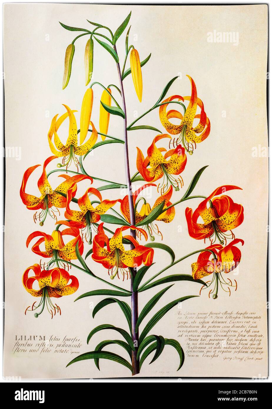 Lilium superbum, gemalt von Georg Dionysius Ehret (1708-1770), einem deutschen Botaniker und Entomologen, der für seine botanischen Illustrationen bekannt ist und zu einem der einflussreichsten europäischen botanischen Künstler aller Zeiten wurde. Seine ersten Illustrationen entstanden in Zusammenarbeit mit Carl Linnaeus und George Clifford in den Jahren 1735-1736. Clifford, ein wohlhabender niederländischer Bankier und Gouverneur der Dutch East India Company, war ein eifriger Botaniker mit einem großen Herbarium. Stockfoto