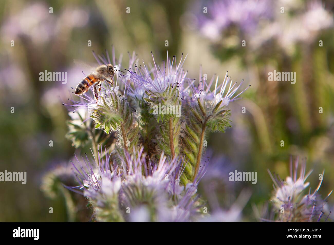 Blaue Phacelie - Honigpflanze - Imkerei. Stockfoto