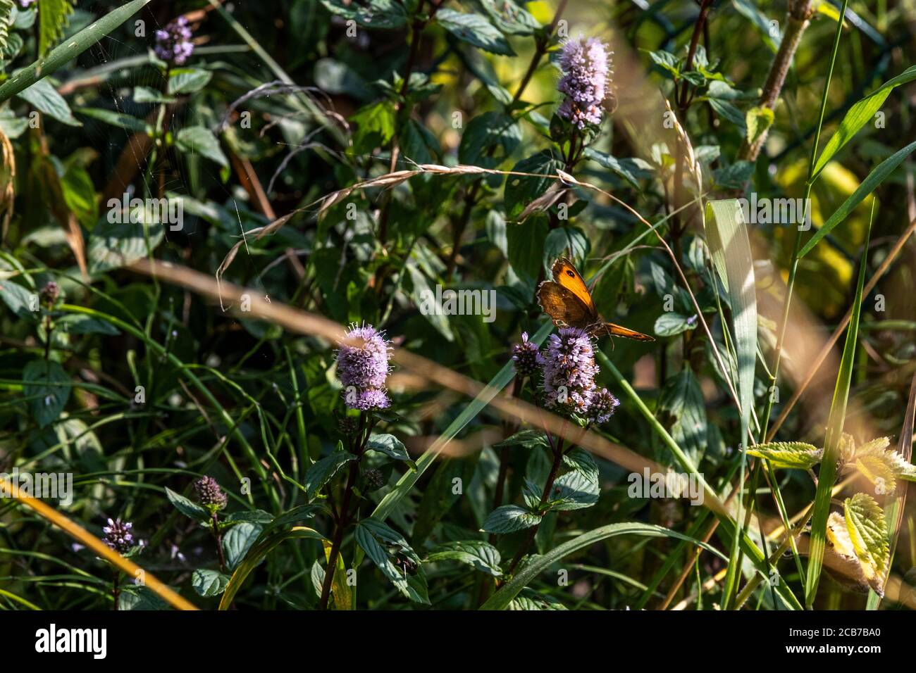 Pförtner Schmetterling - Pyronia tithonus Stockfoto