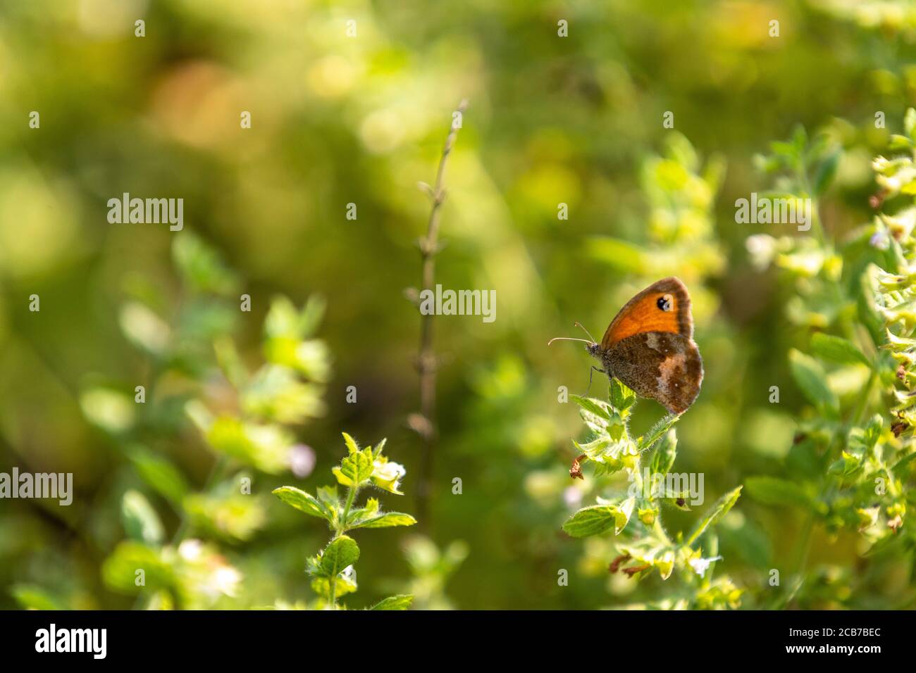 Pförtner Schmetterling - Pyronia tithonus Stockfoto