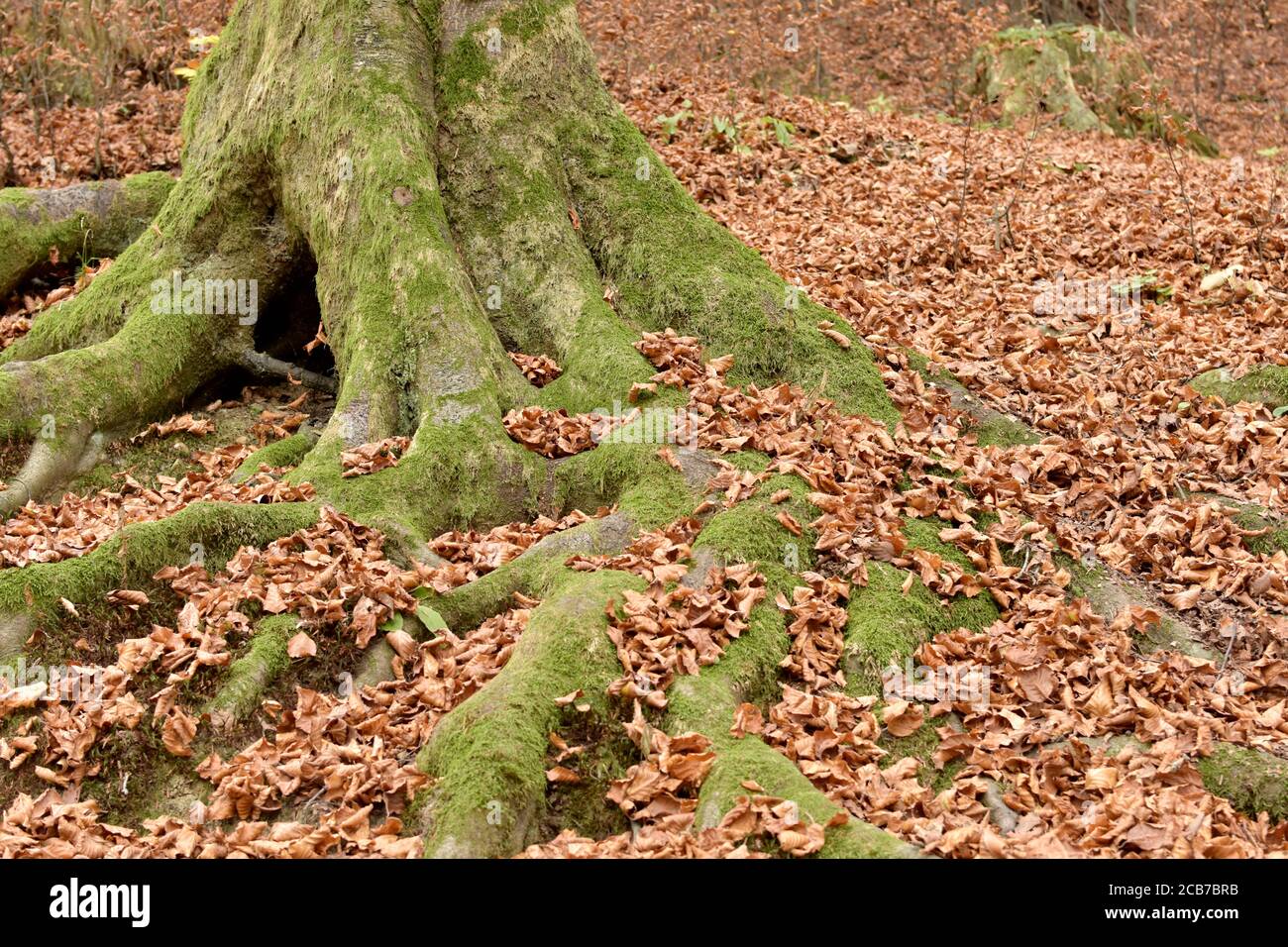 Baumwurzeln voller Moos, die aus dem Boden im Wald mit trockenen Blättern ringsum kommen. Stockfoto