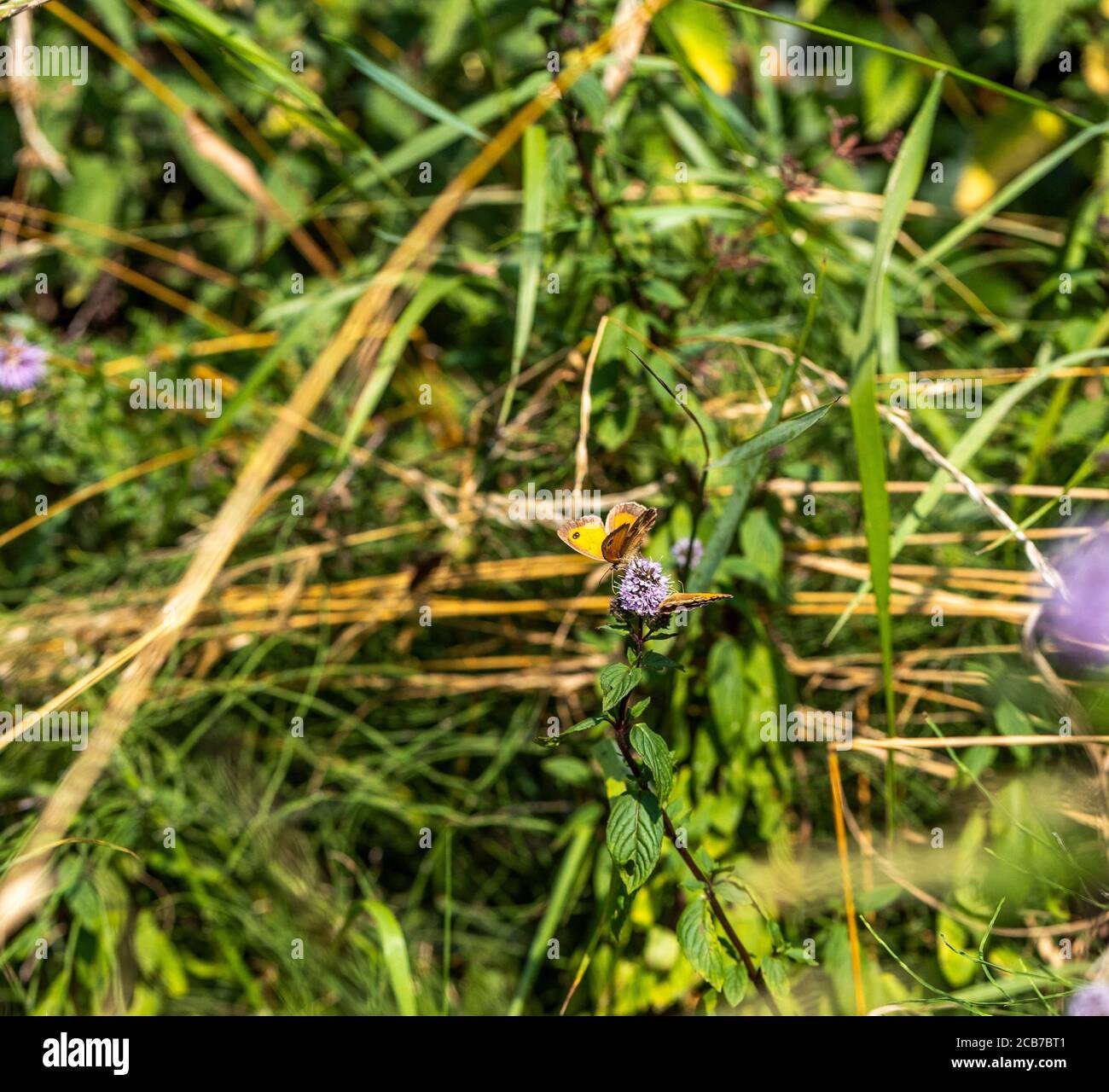 Pförtner Schmetterling - Pyronia tithonus Stockfoto