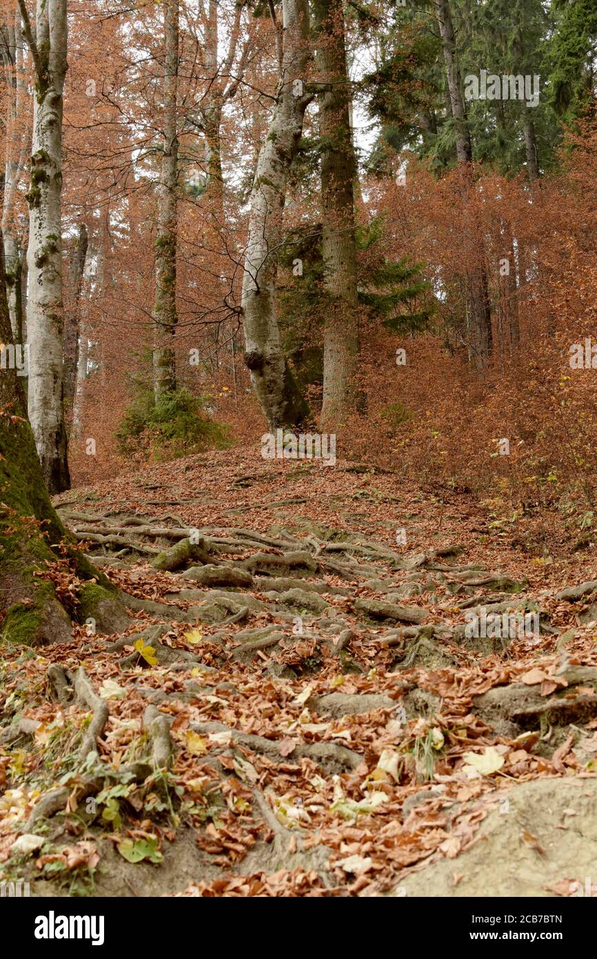 Blick auf einen Pfad im Wald mit herbstlicher Farblandschaft und Wurzeln aus dem Boden. Vertikal. Stockfoto