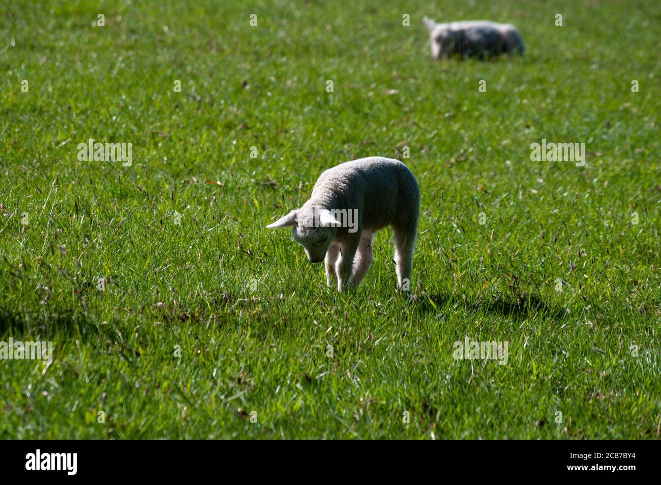 Lamm, das im grünen Gras spielt und von einem anderen im Hintergrund beobachtet wird. Stockfoto