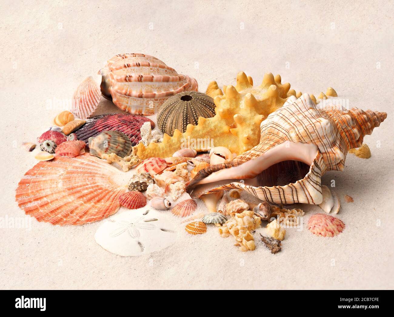 Fokus gestapeltes Bild von tropischen Meeresmuscheln, Sanddollars und Seeigel an einem weißen Sandstrand Stockfoto
